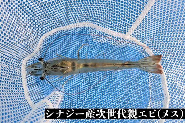 稚エビ出荷再開