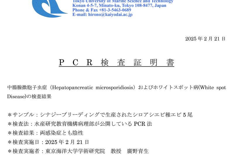 シナジーブリーディング産のエビのPCR検査証明書が発行されました。